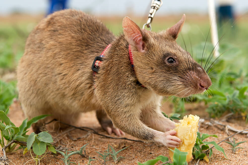 African Giant Pouched Rat | San Diego 