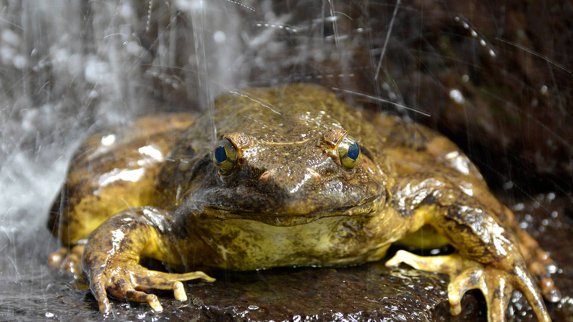 The goliath frog is normally found in and near fast-flowing rivers with sandy bottoms in the Middle African countries of Cameroon and Equatorial Guinea.