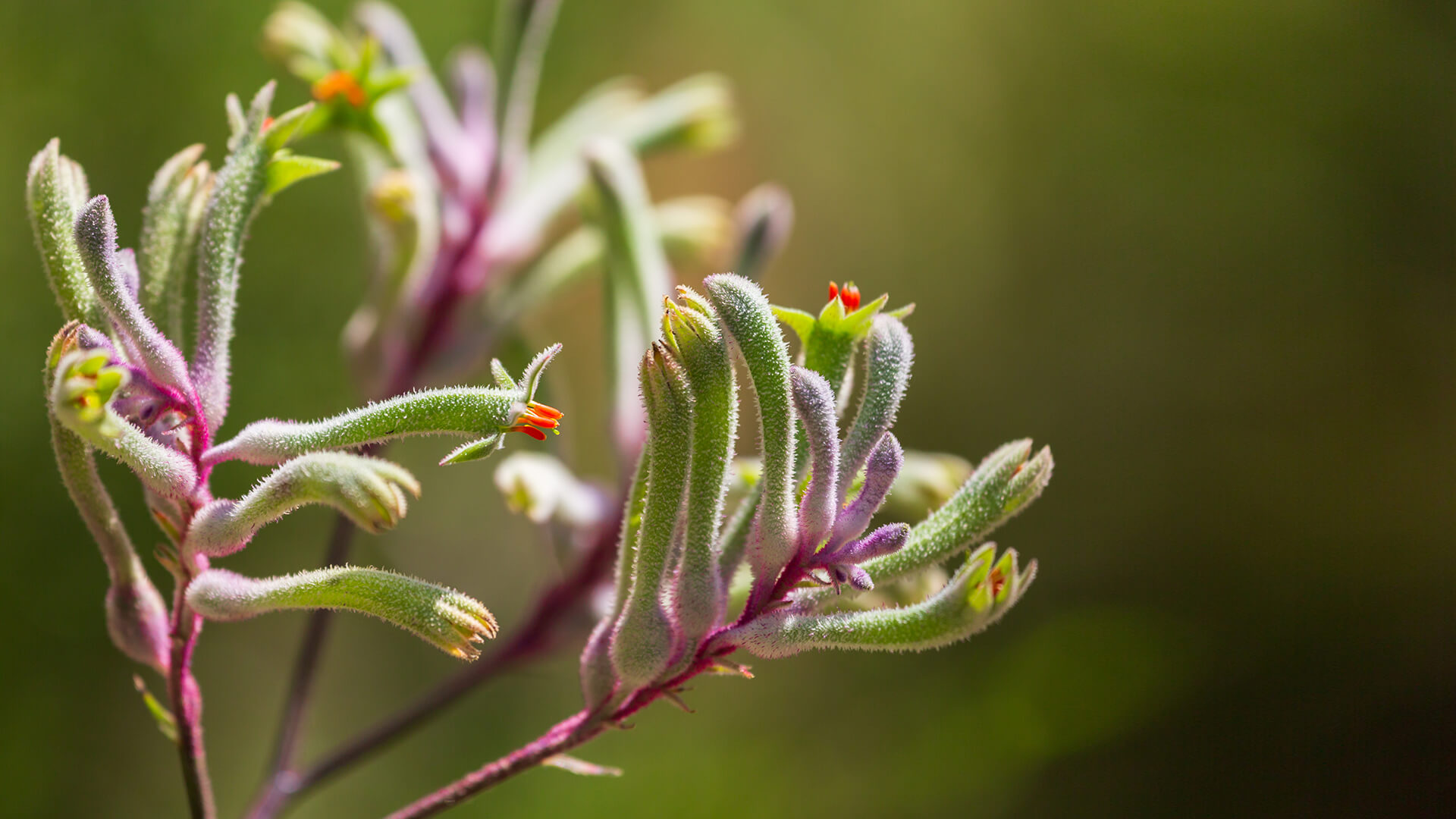Green kangaroo paw plants with purplish-pink stems.
