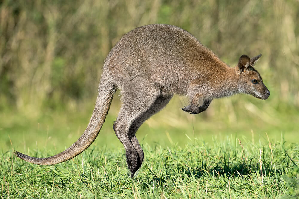 wallaby vs kangaroo vs wallaroo