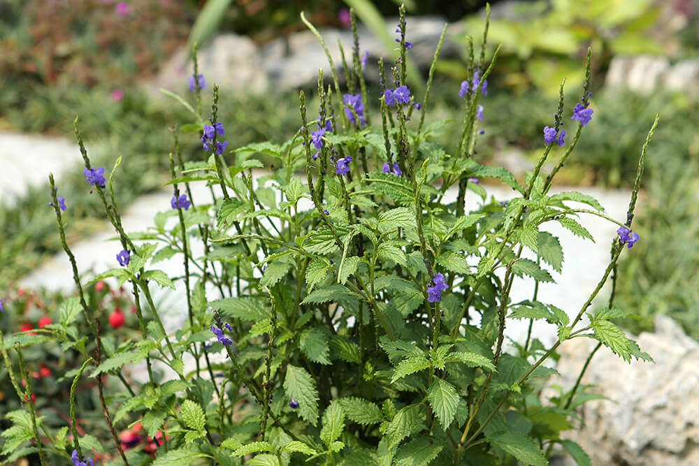 blue weed plant