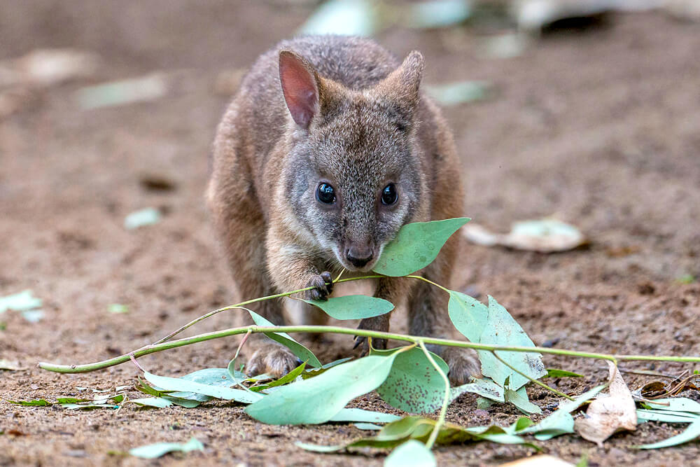 What Does A Wallaby Eat At Kelley Bishop Blog