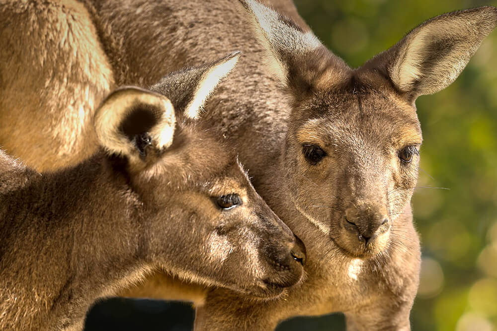 Kangaroo and Wallaby | San Diego Zoo Animals & Plants