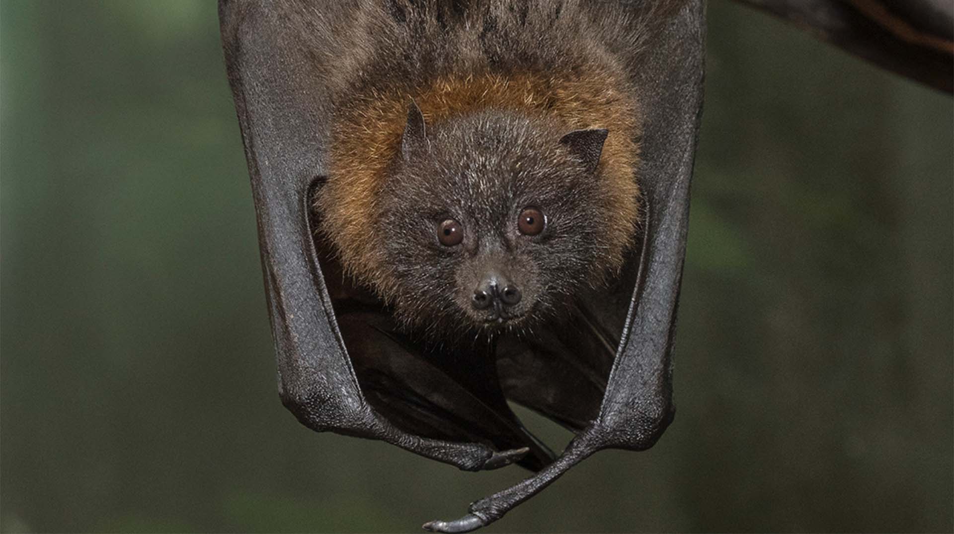 Bat | San Diego Zoo Animals & Plants