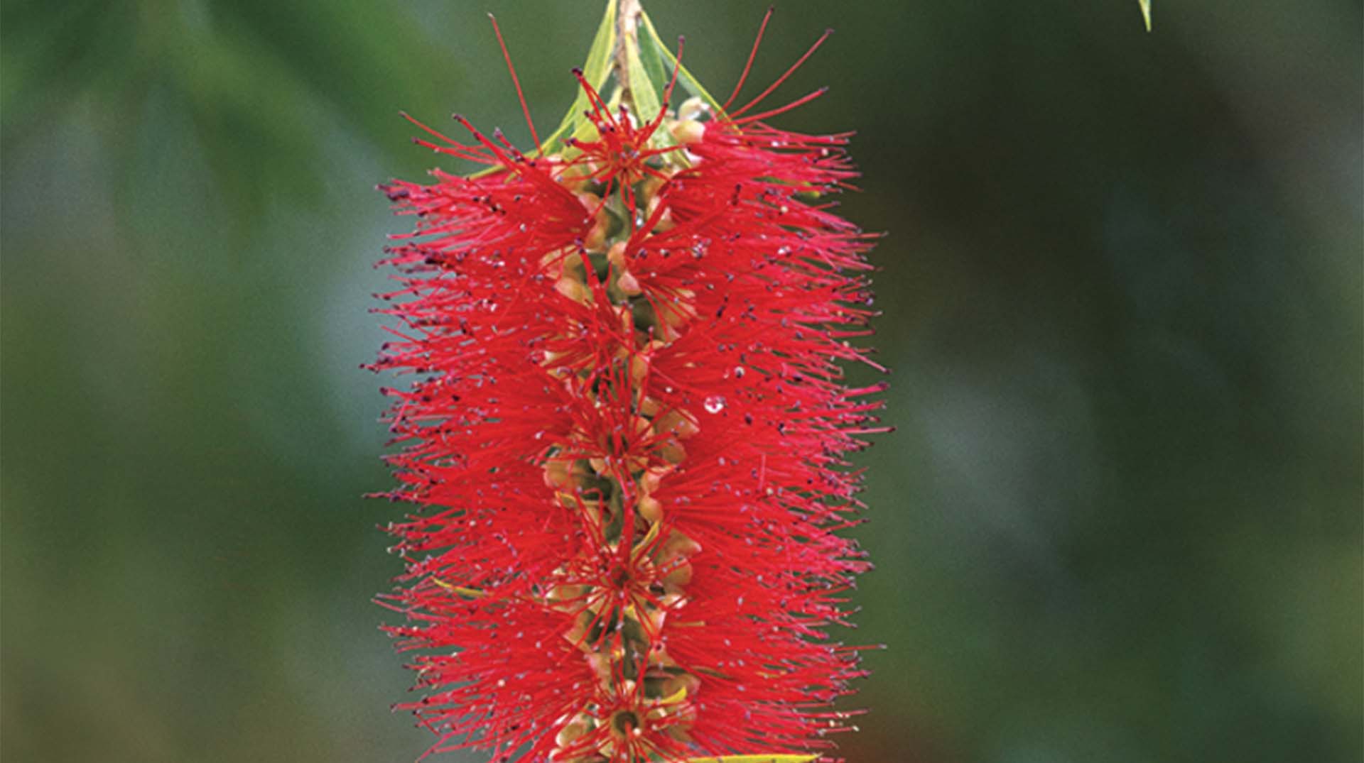 The Rainforest Garden Plant Profile Bottlebrush Callistemon