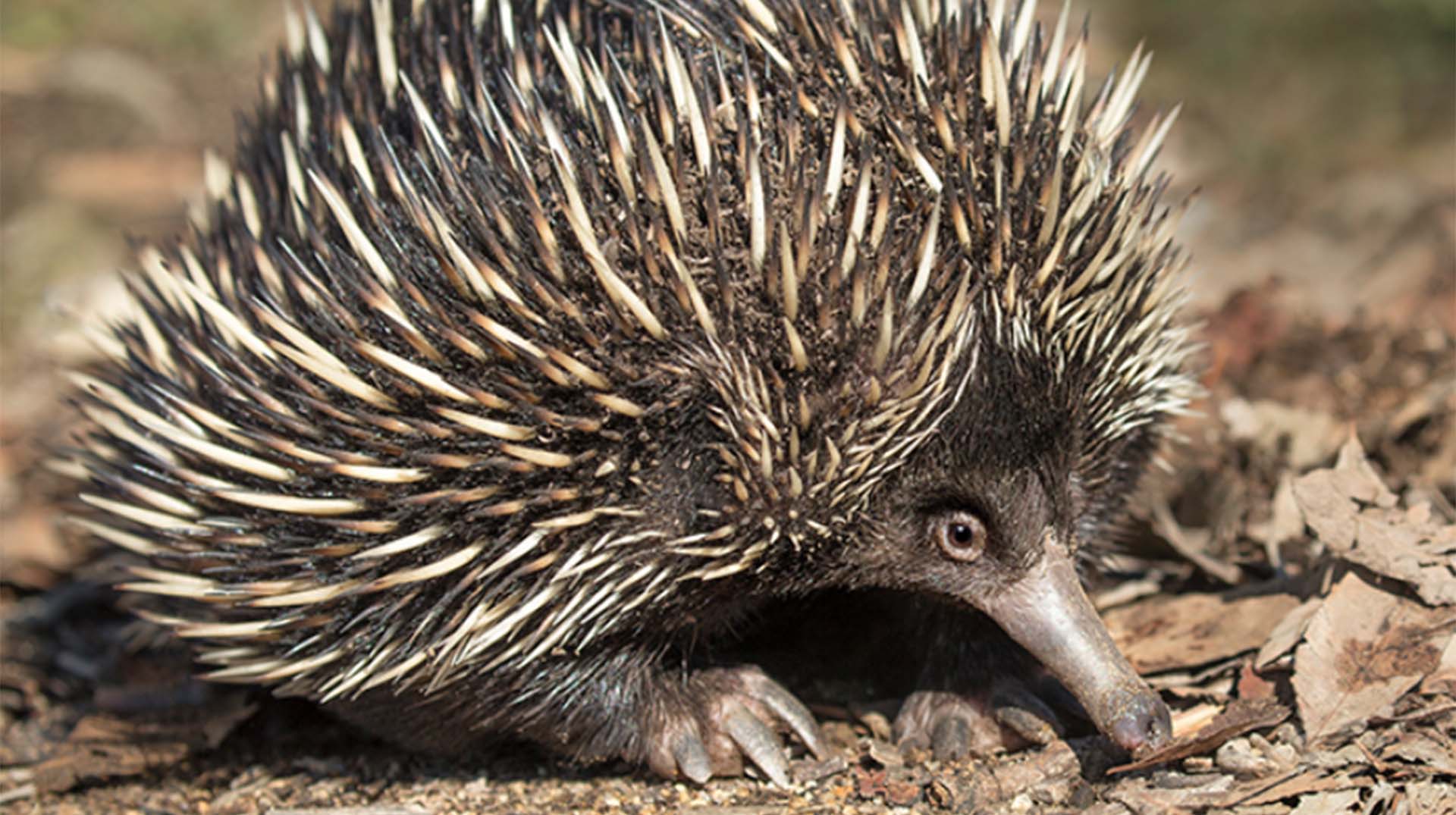 Echidna in spanish