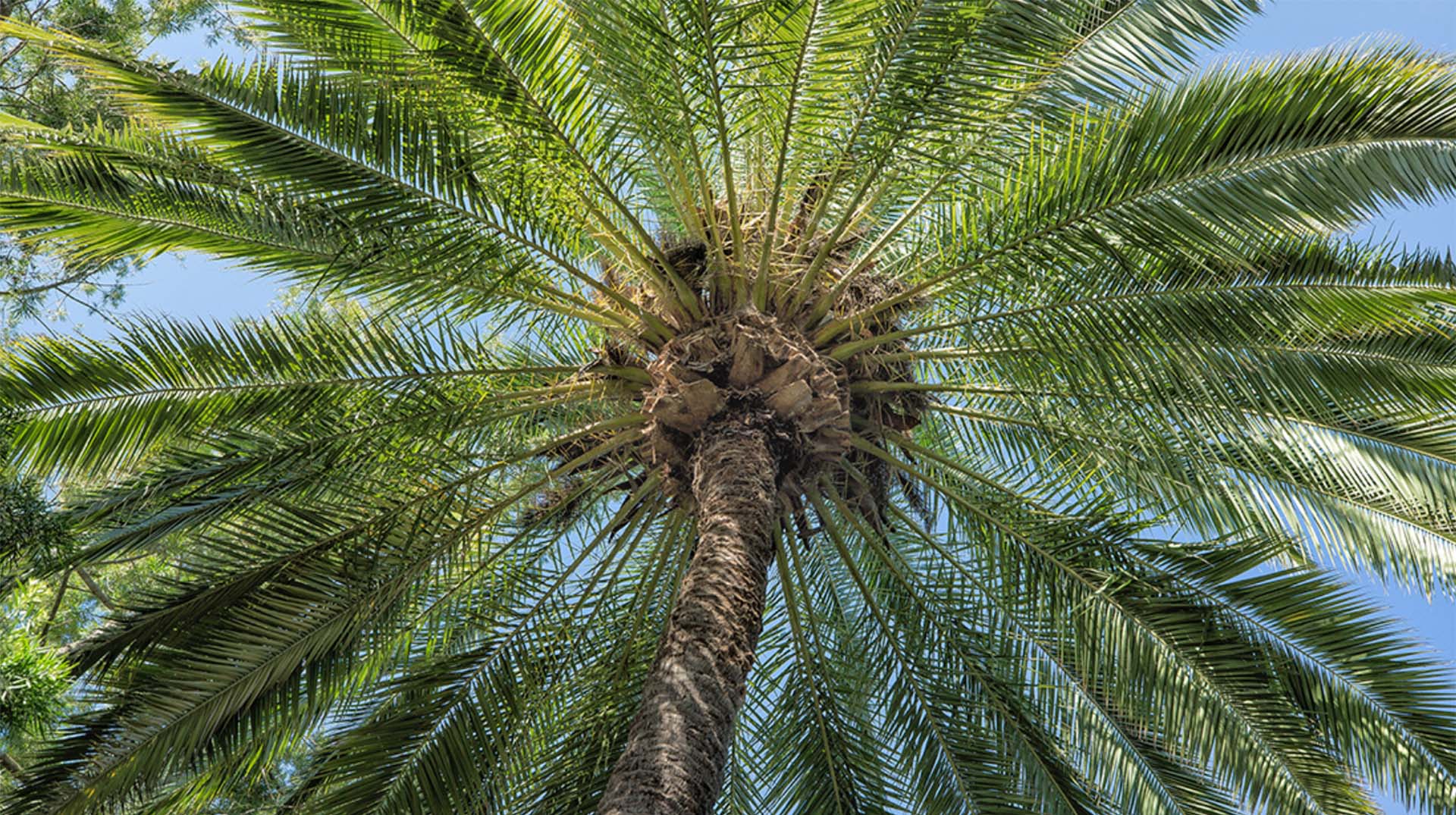 Date Palm | San Diego Zoo Animals & Plants