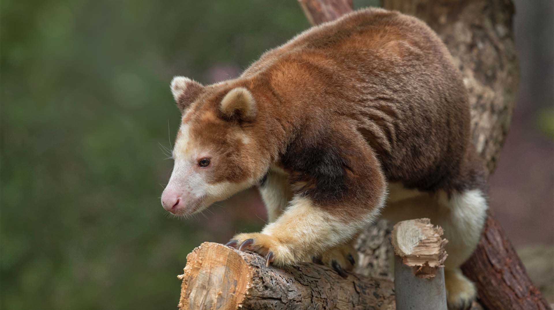 Home | San Diego Zoo Animals & Plants