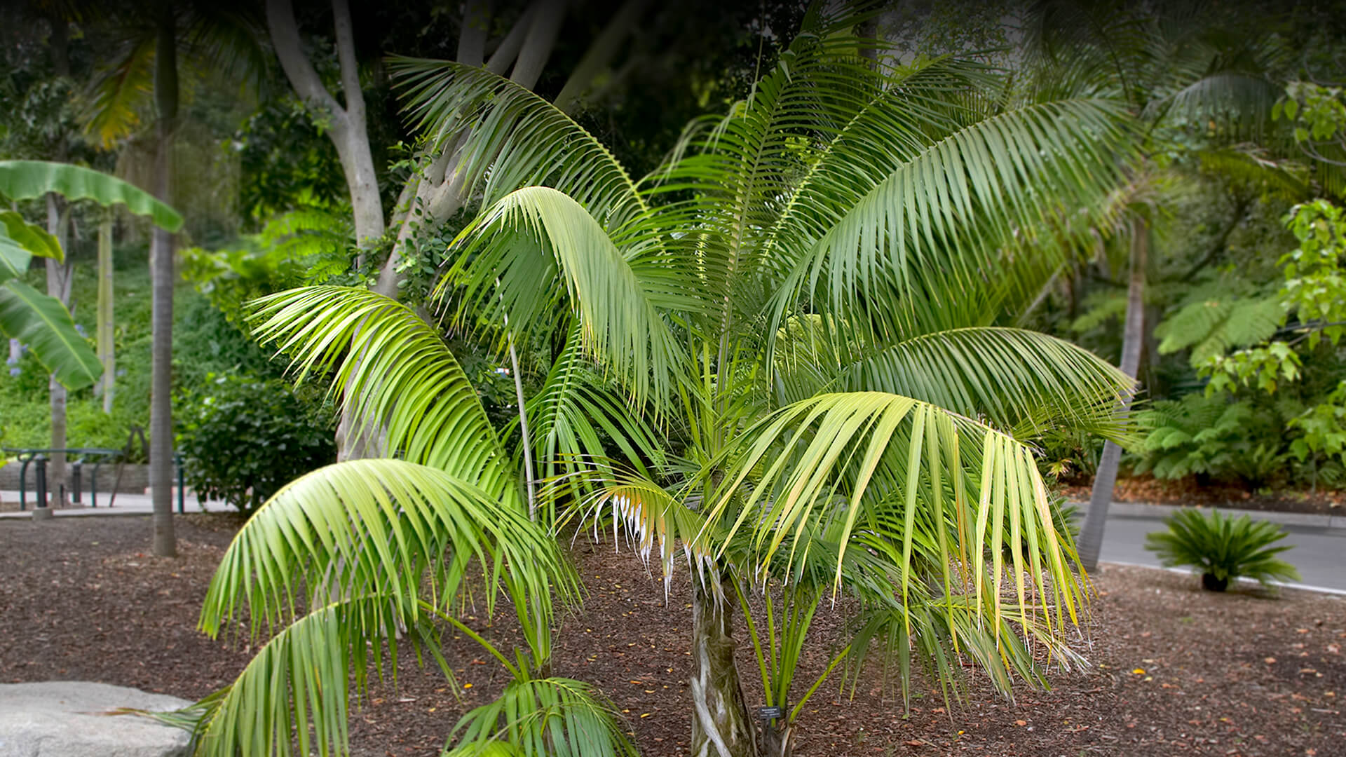 Howea palm at the San Diego Zoo