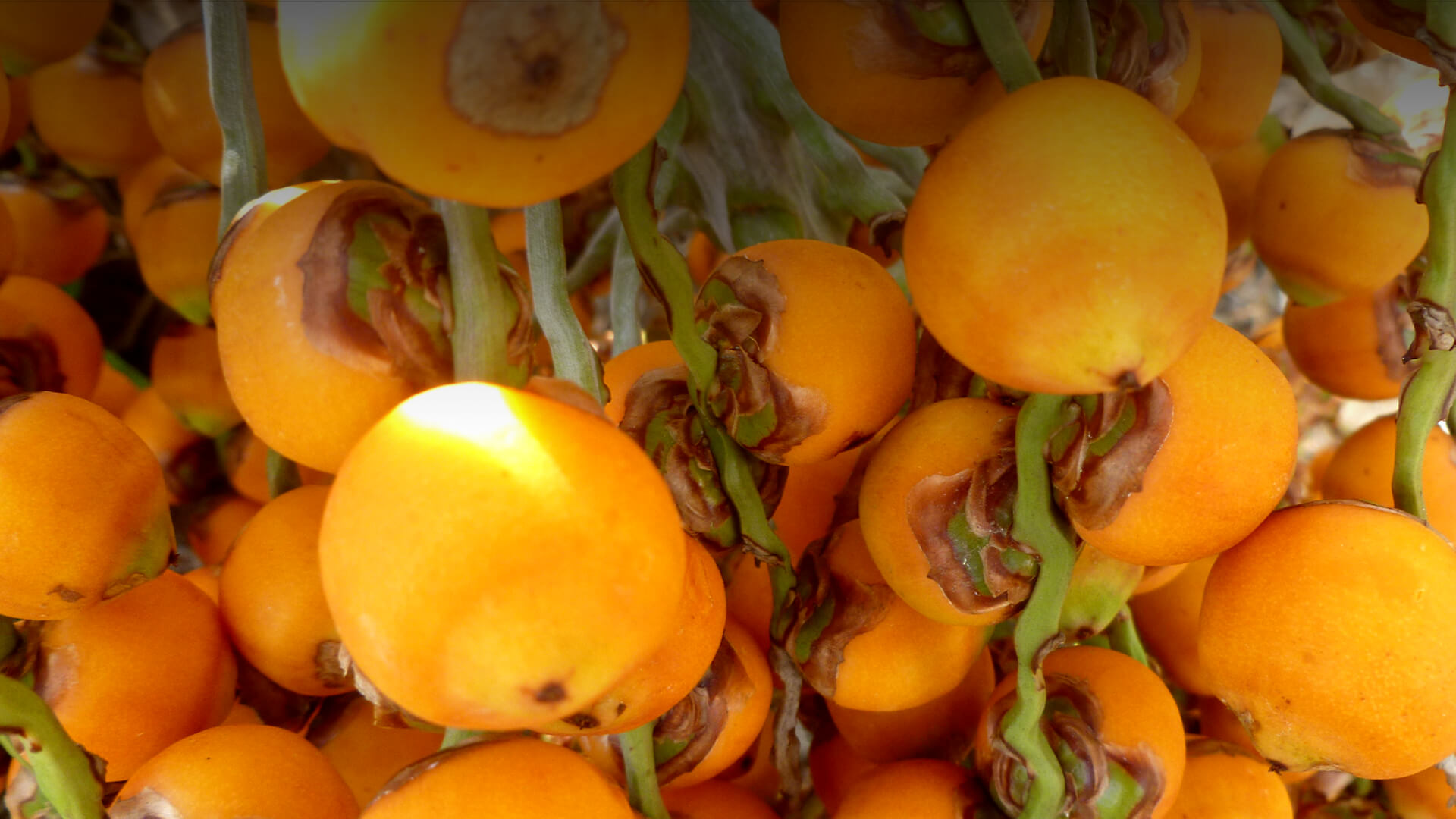 are the orange palm tree fruit edible