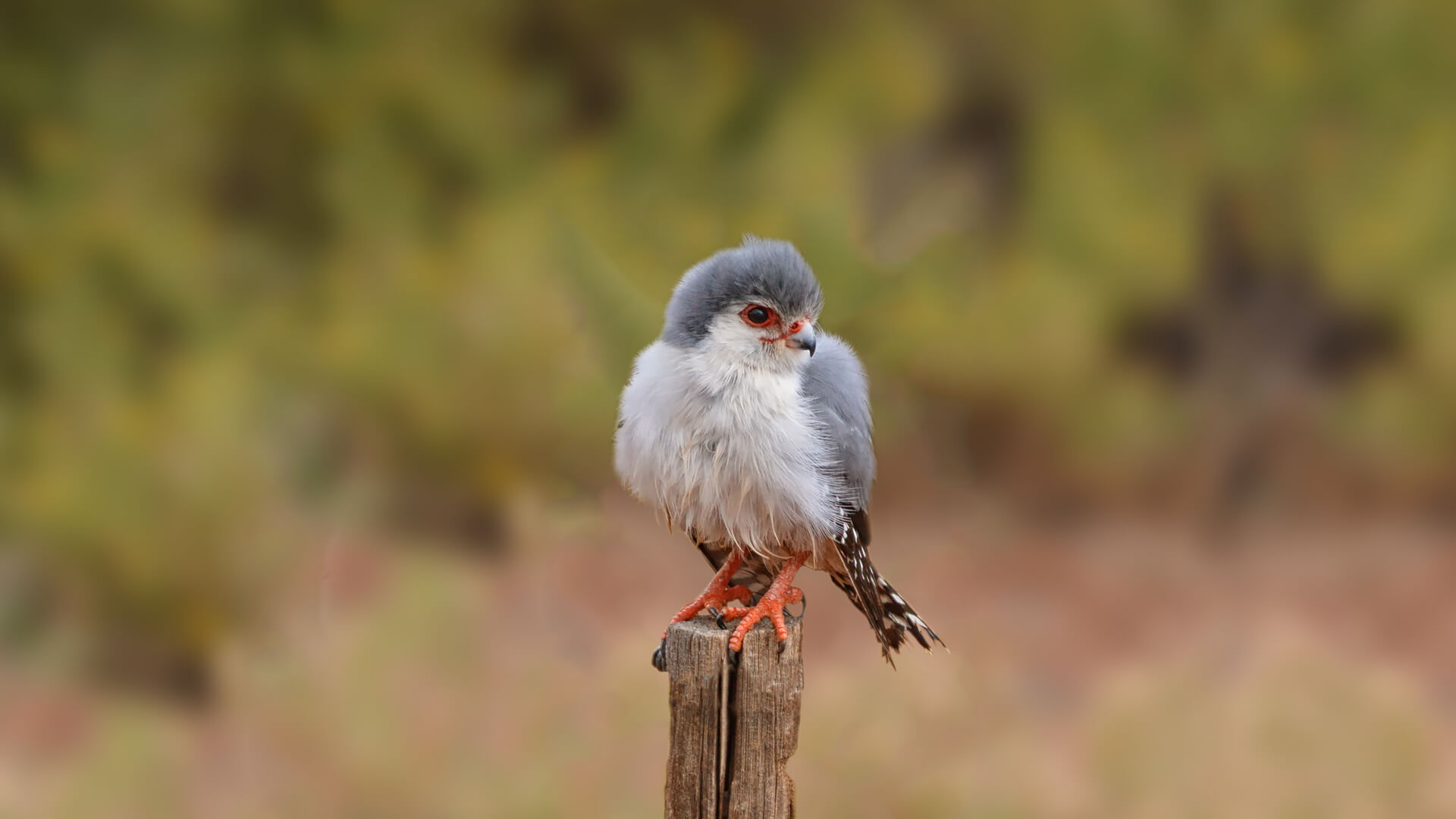 Pygmy falcon perched on a wood pole.