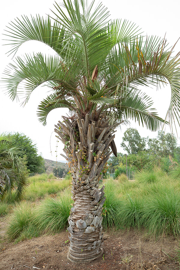 Pindo Palm (Jelly Palm)