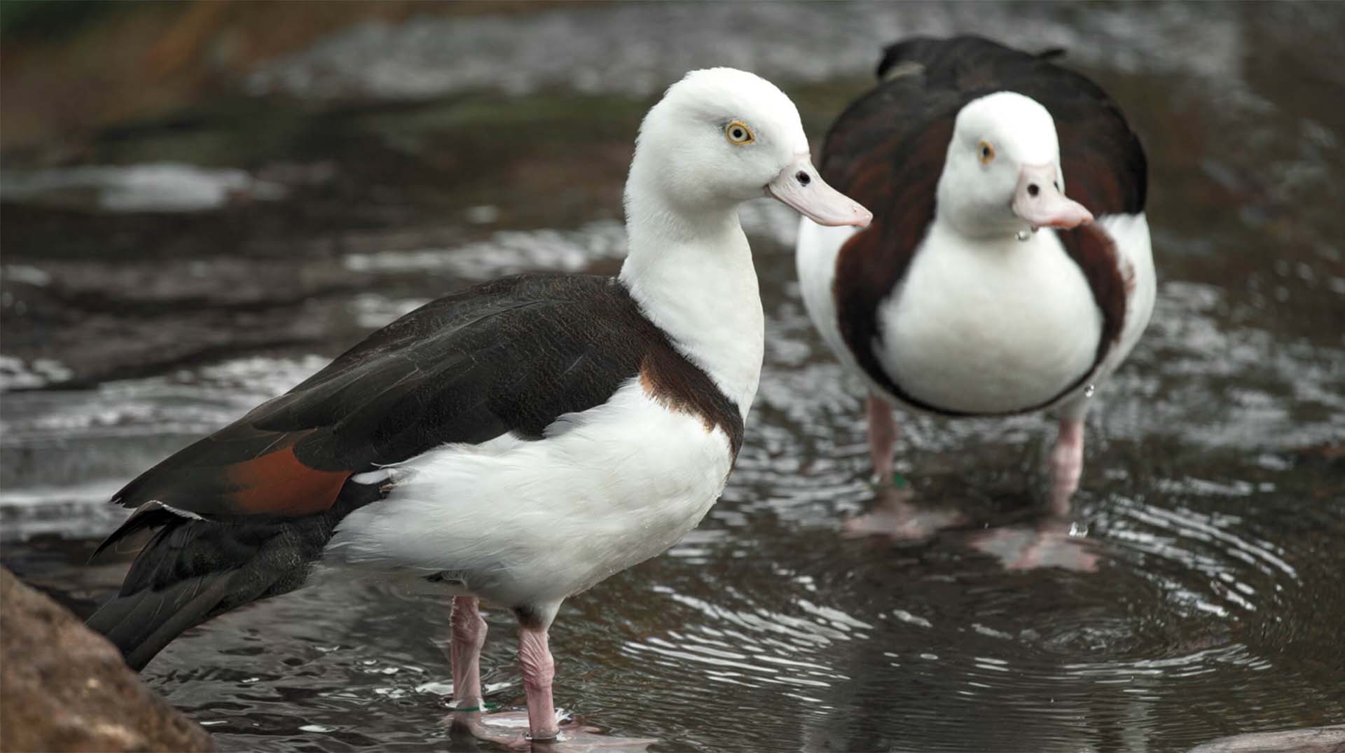 Radjah shelducks at Walkabout Australia