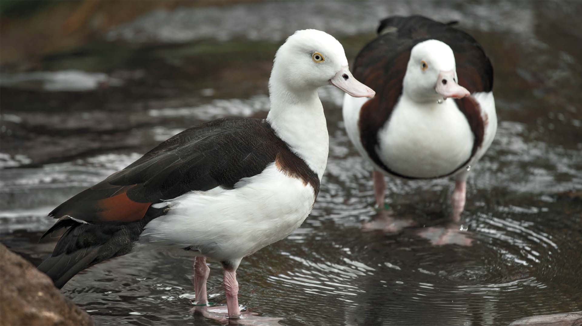 Radjah Shelduck San Diego Zoo Animals & Plants