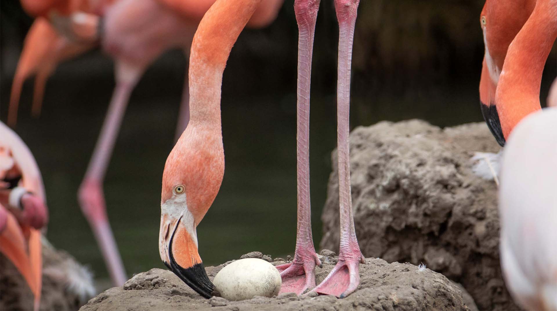 Flamingo and egg on nest mound