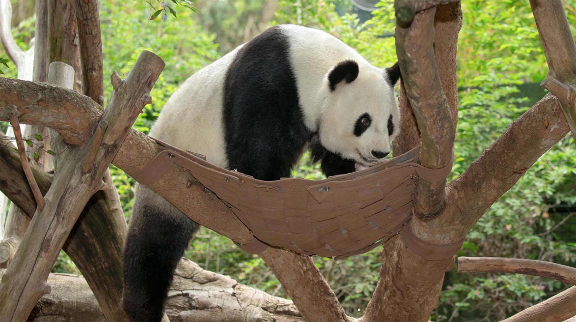 Giant panda with enrichment