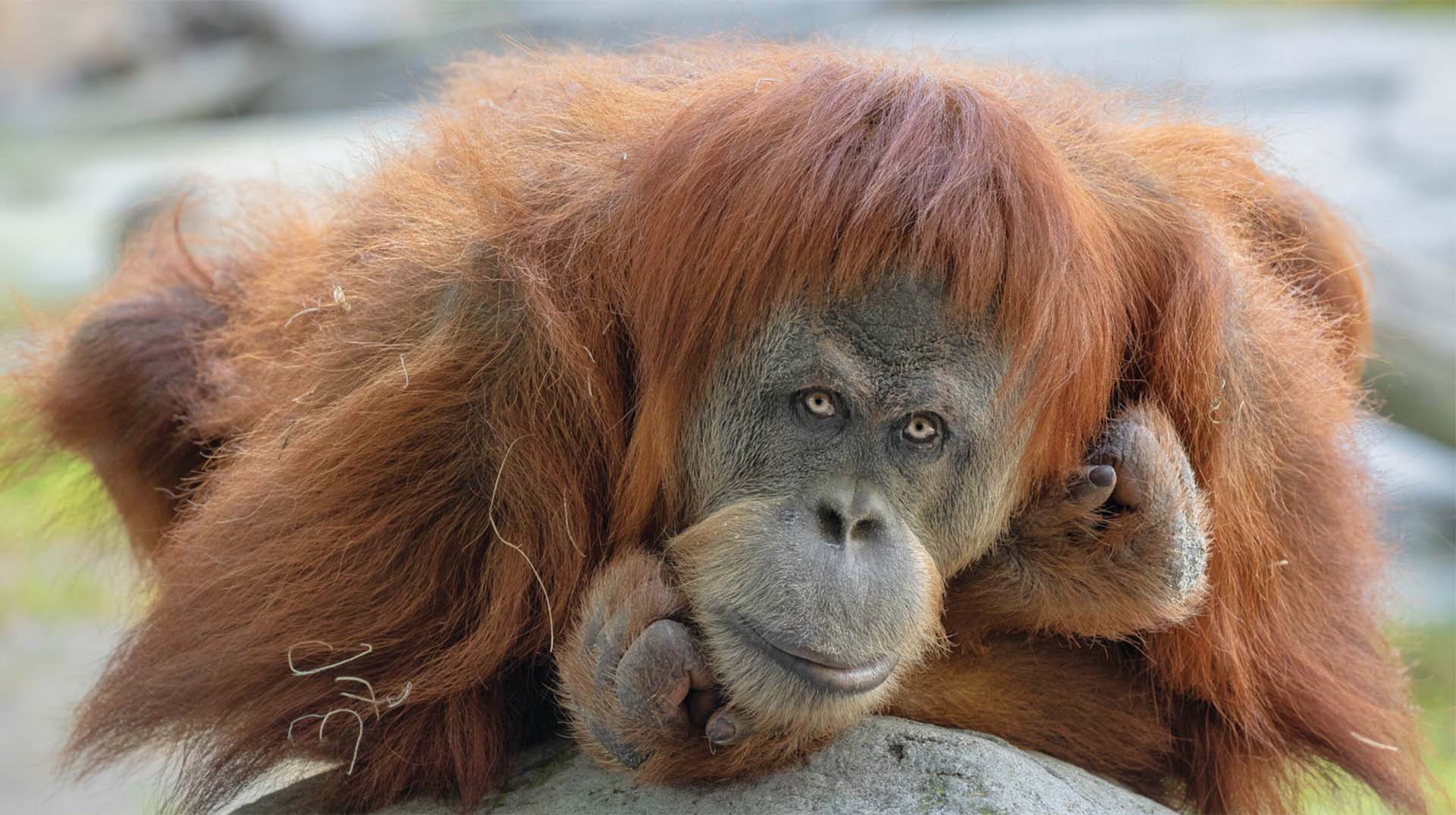 Orangutan