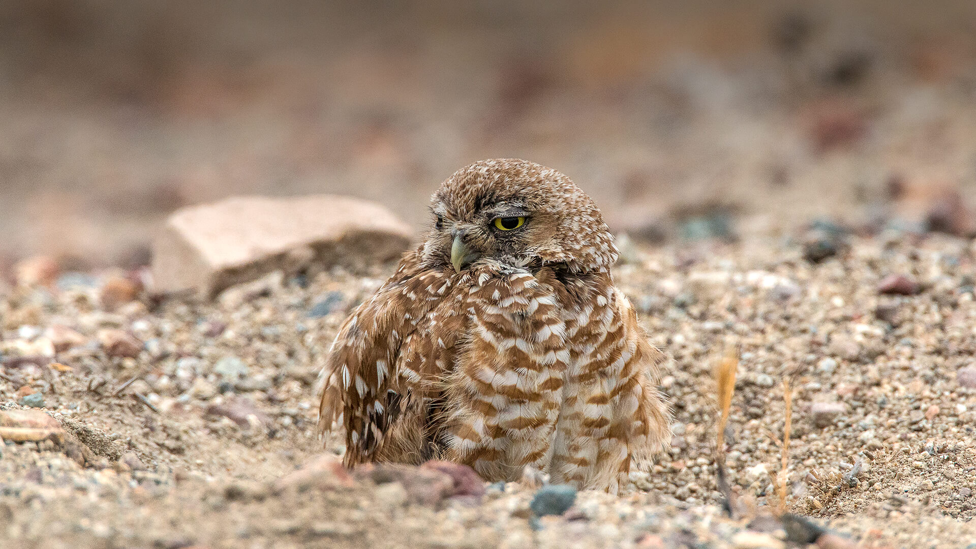 Burrowing owl popped out of its burrow.