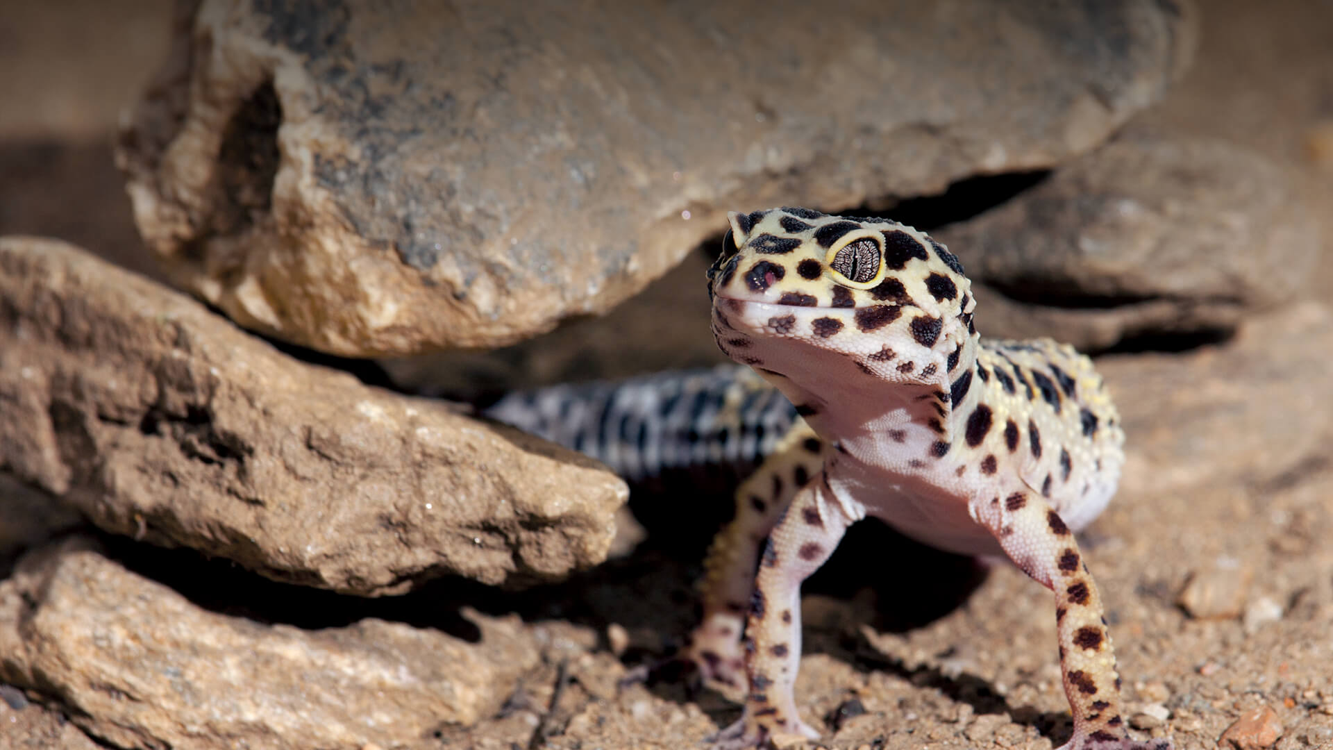 Leopard gecko emerging from rocks.