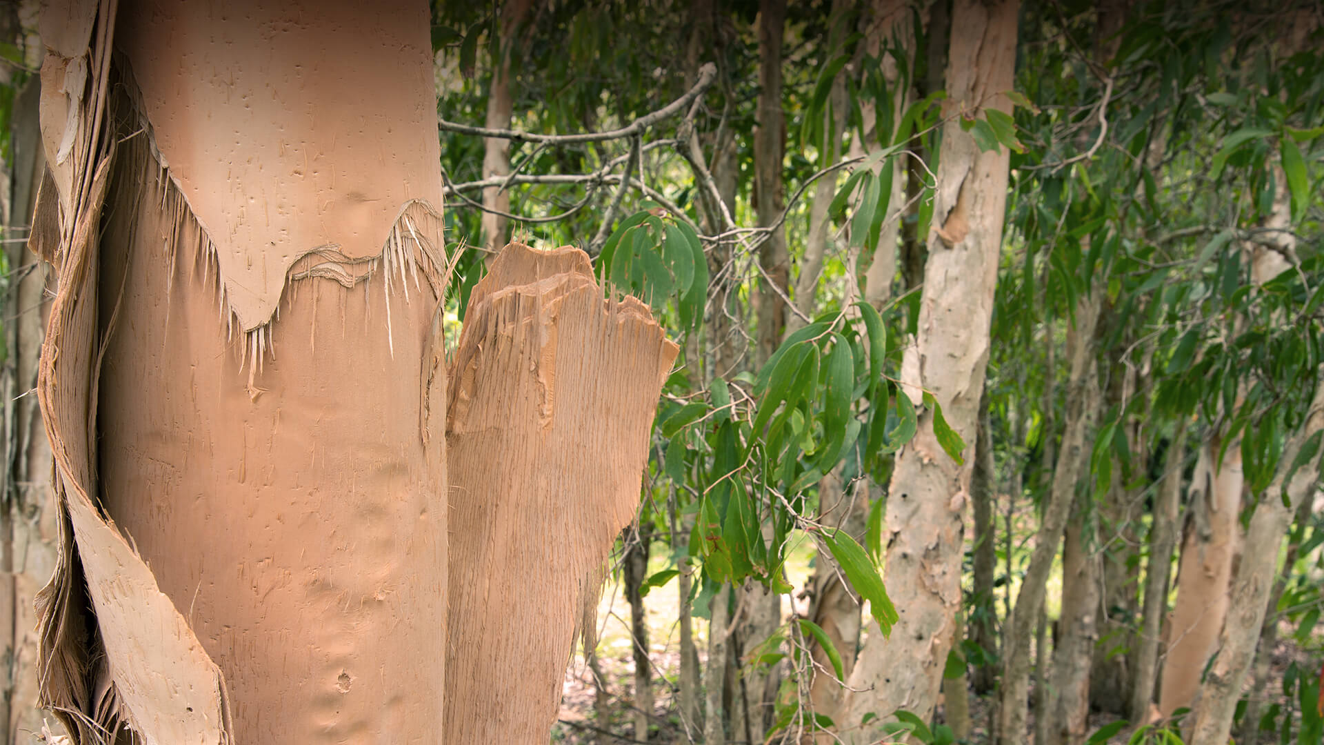 Australian paperbark tree with peeling, cork-like bark.
