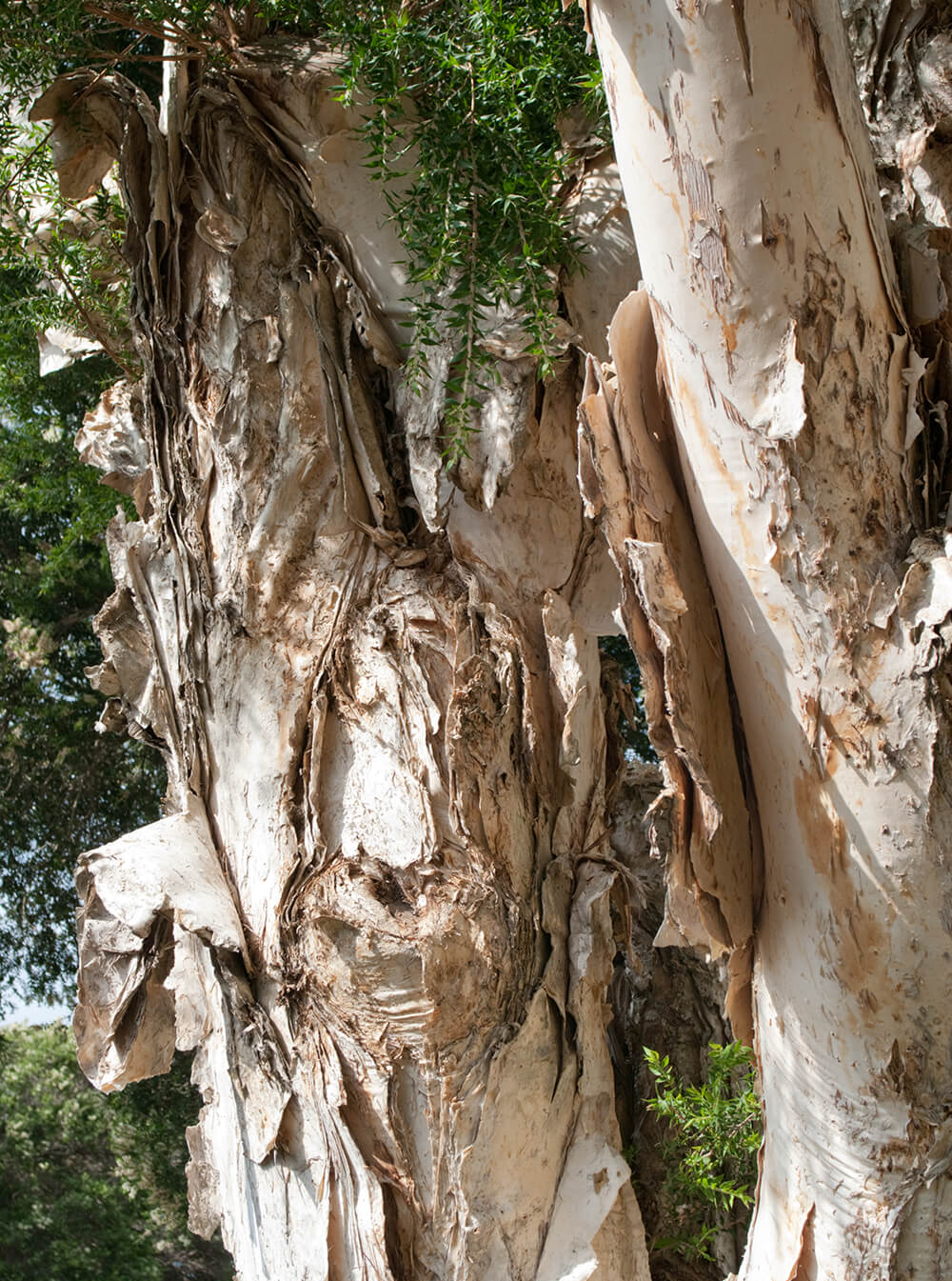 Paperbark Tree | San Diego Zoo Animals & Plants