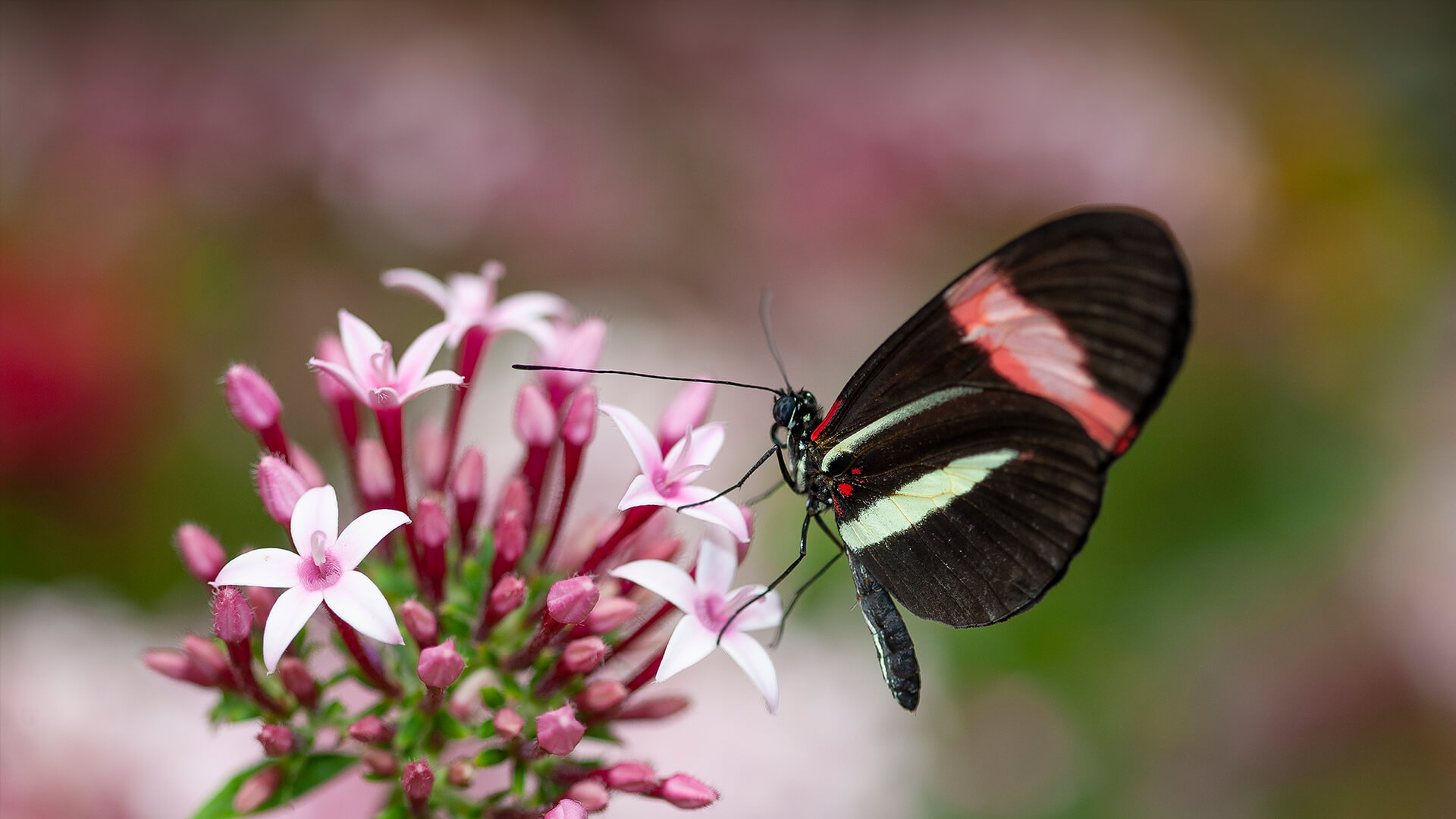 Butterfly sitting on a cluster of pink pentas flowers.