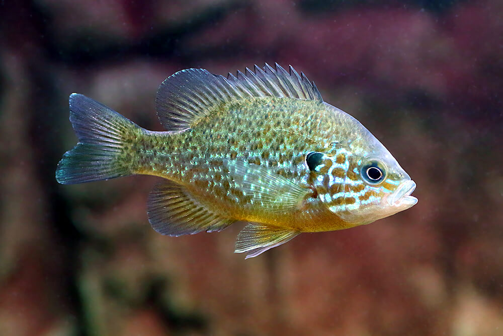 Pumpkinseed Sunfish  San Diego Zoo Animals & Plants