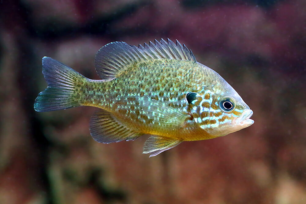 pumpkinseed fish