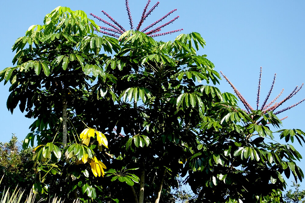 umbrella tree