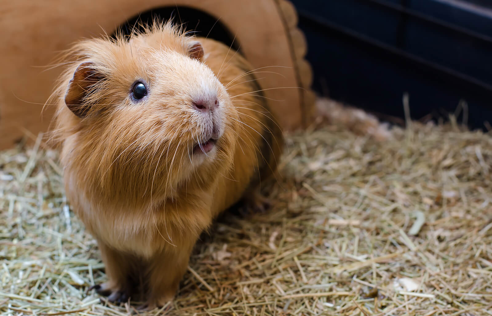 How long can guinea pigs live in the wild