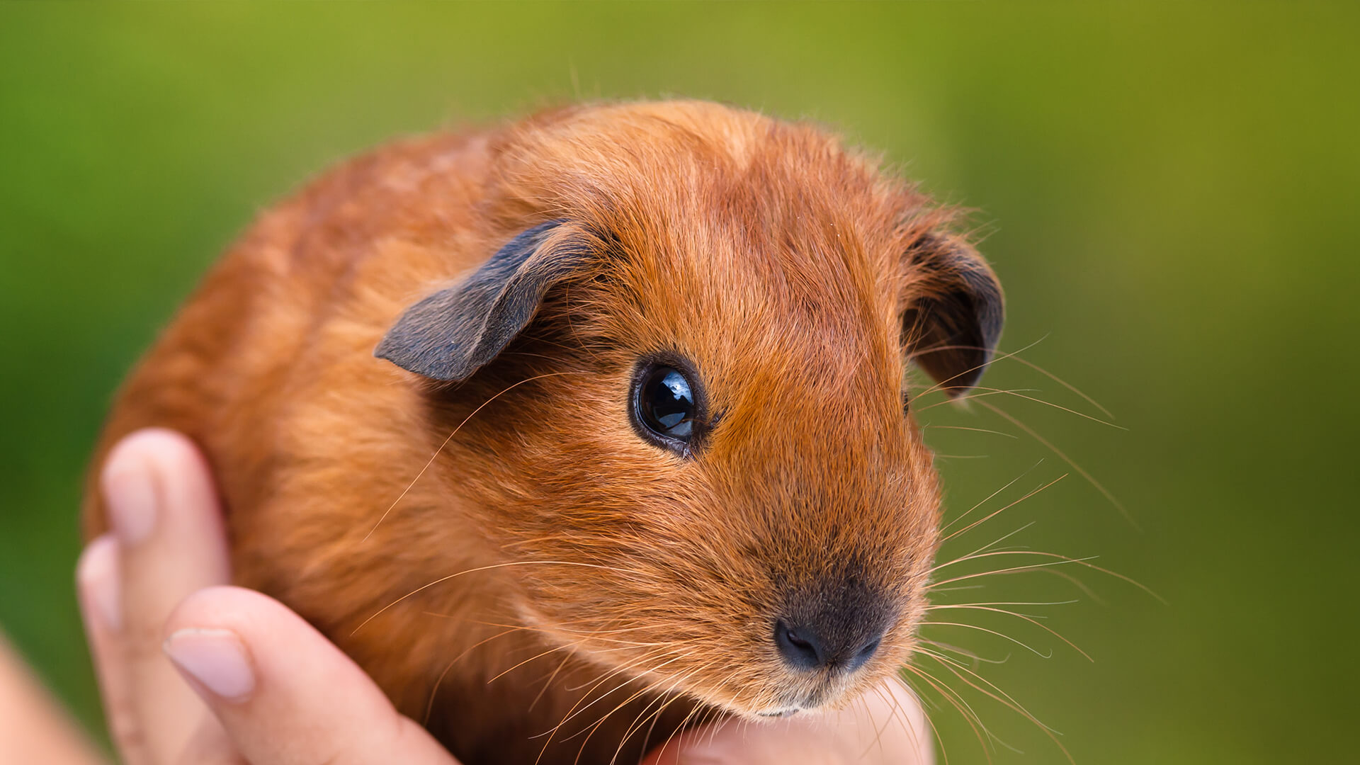 guinea pigs playing