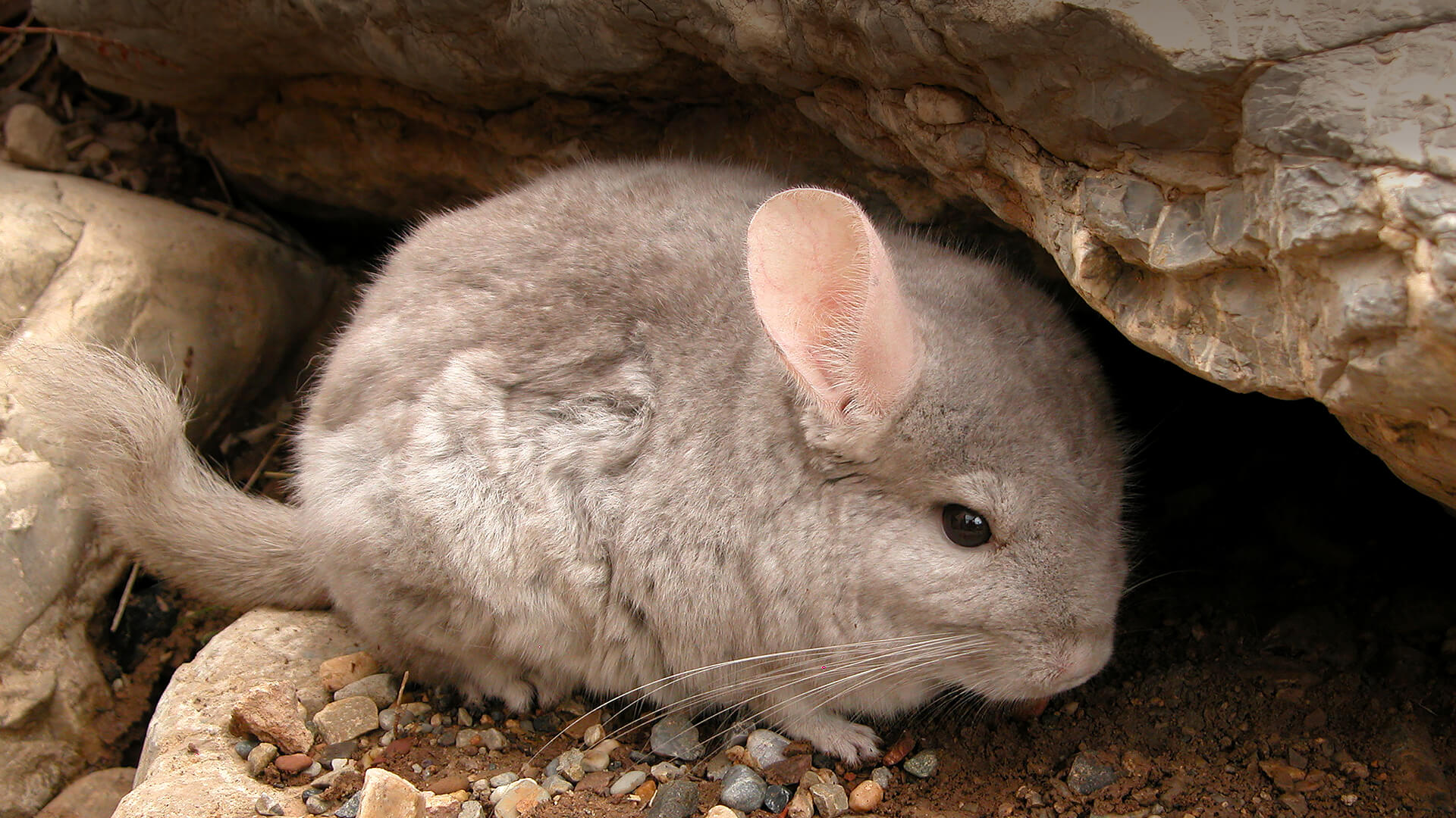 Wild short-tailed chinchilla