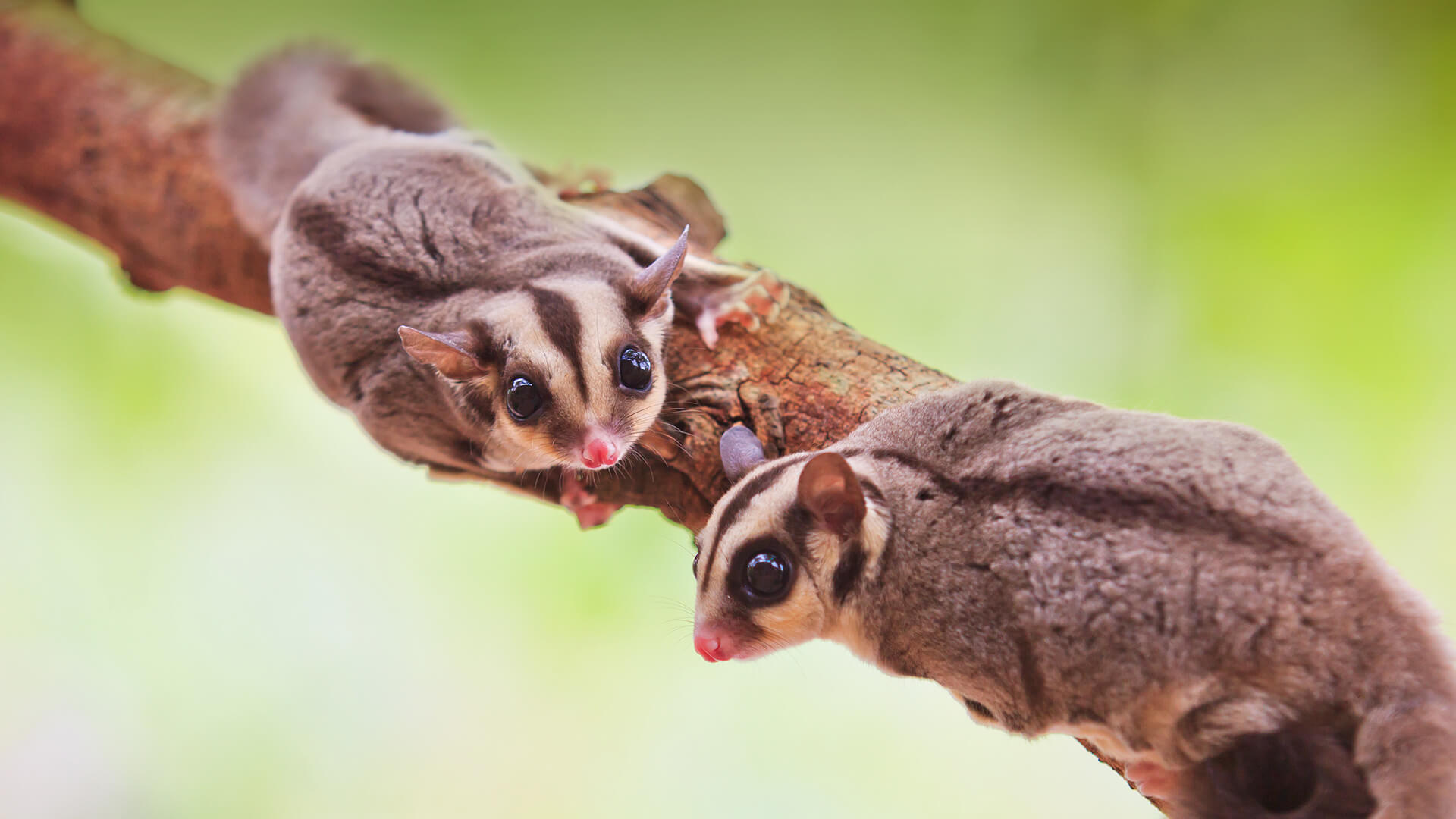 A pair of sugar gliders on a tree branch.