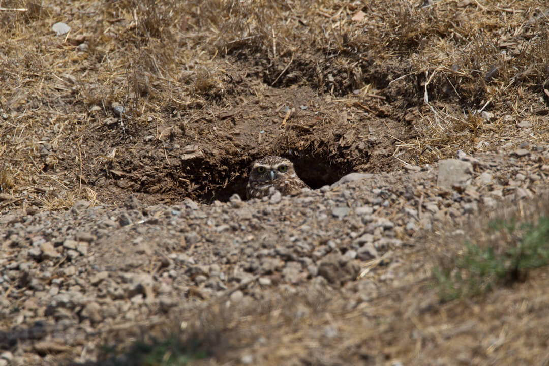 Burrowing Owl San Diego Zoo Animals Plants