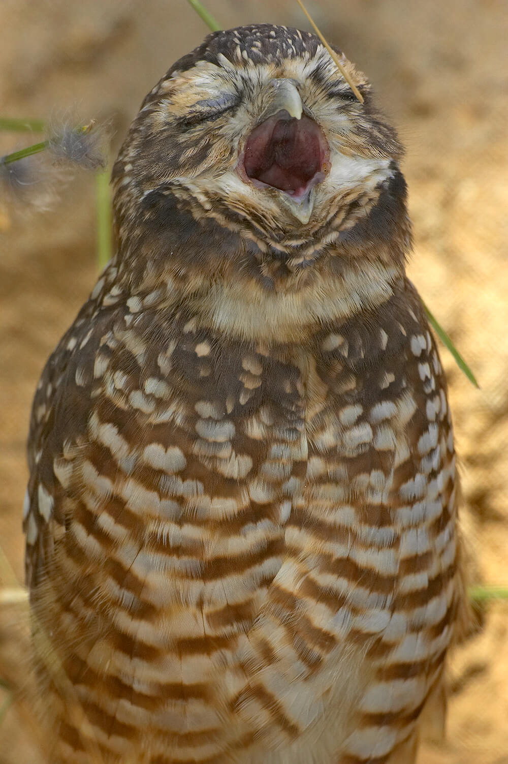 Burrowing Owl | San Diego Zoo Animals & Plants