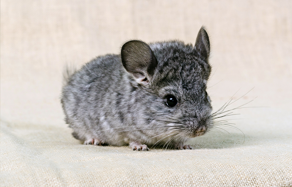 chinchilla small pets