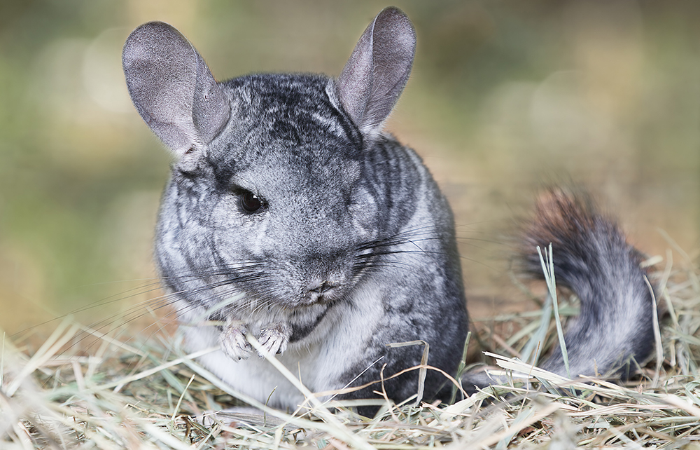 The gray long-tailed chinchilla is found only in the Andes Mountains of northern Chile at 9,800 to 16,400 feet in elevation. 