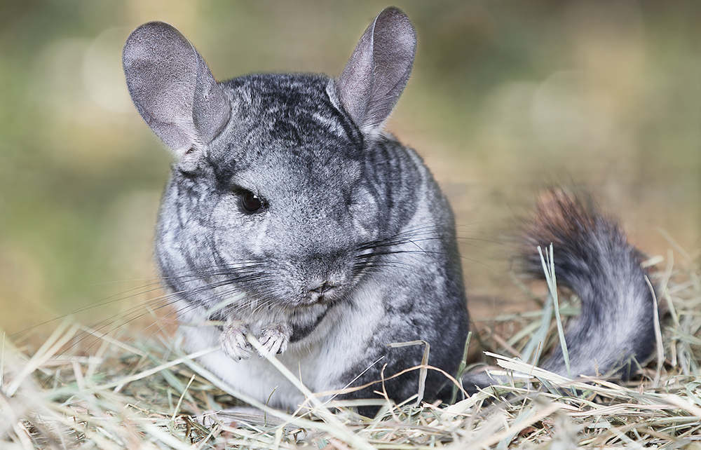 do chinchillas let you hold them