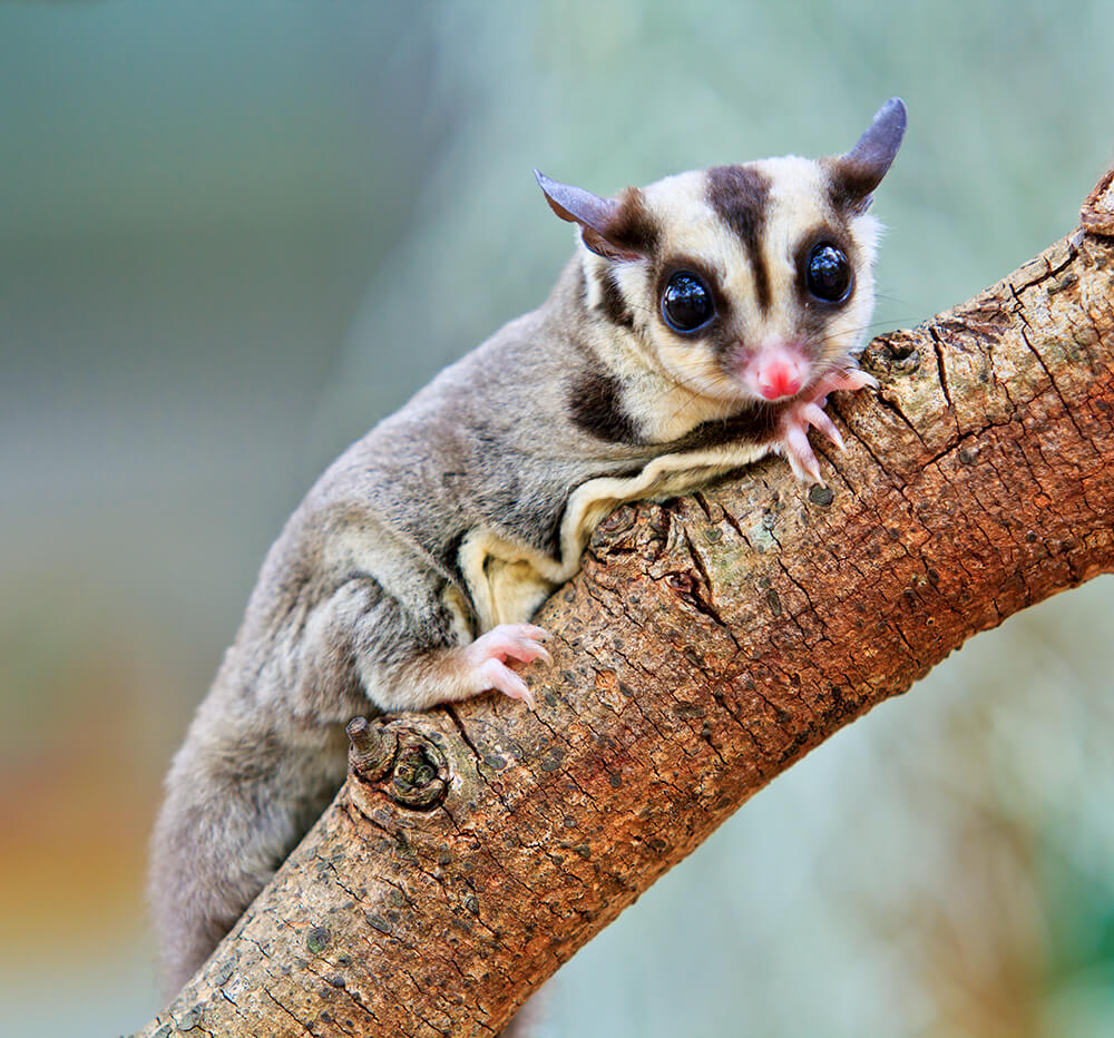 sugar glider care