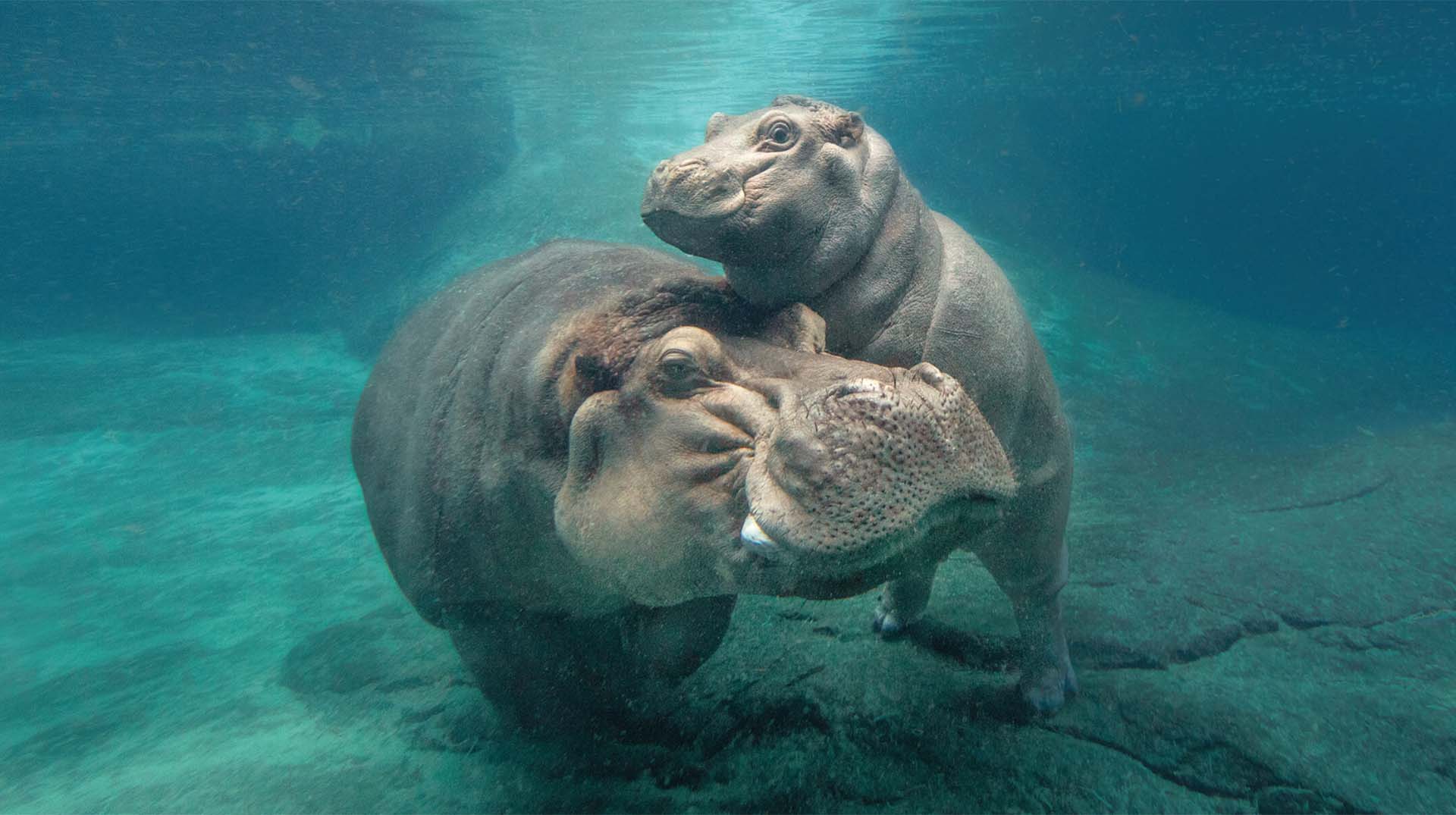 Hippo San Diego Zoo Animals Plants