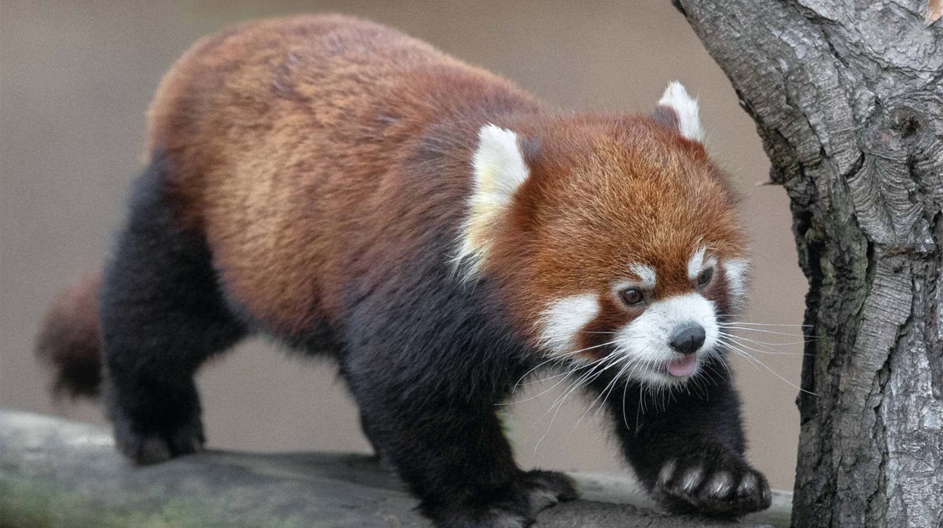 Red Panda San Diego Zoo Animals Plants