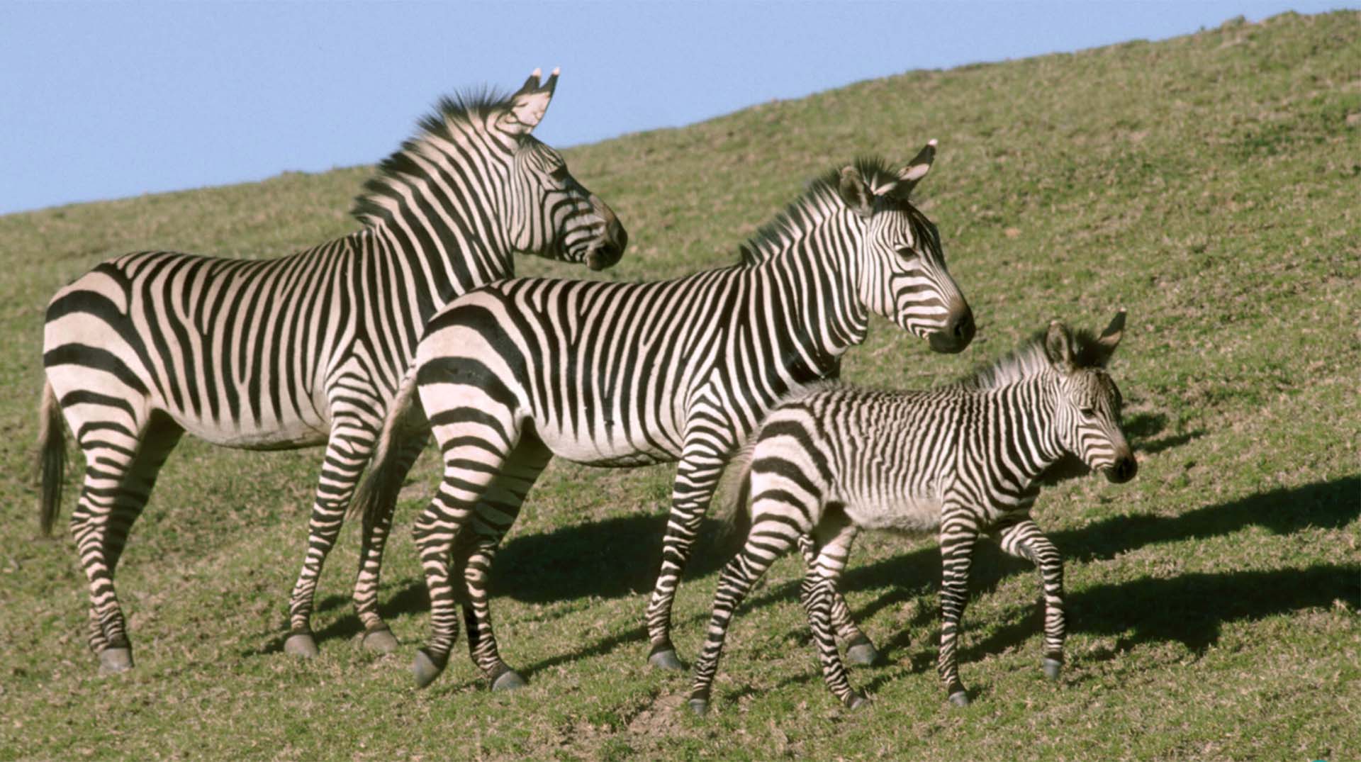 Zebra San Diego Zoo Animals Plants