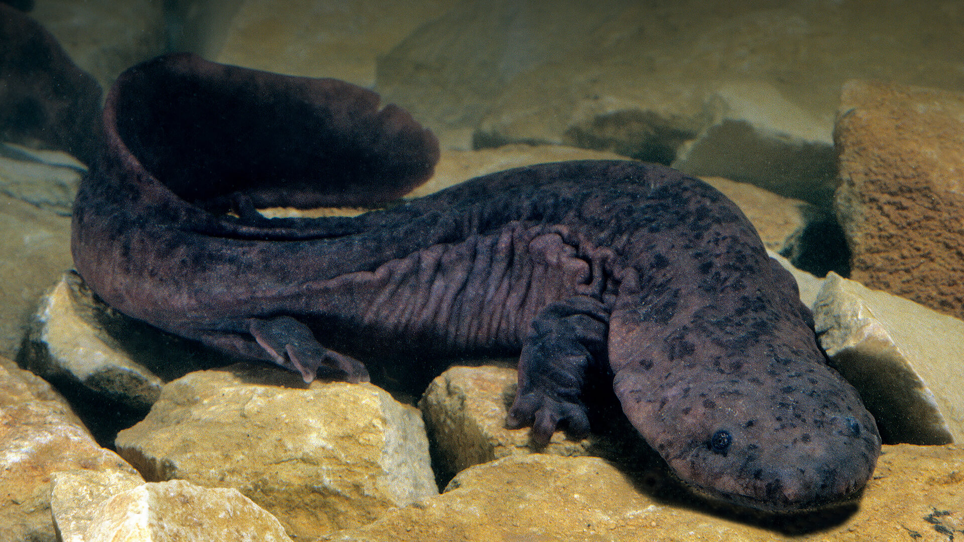 Asian Giant Salamander  