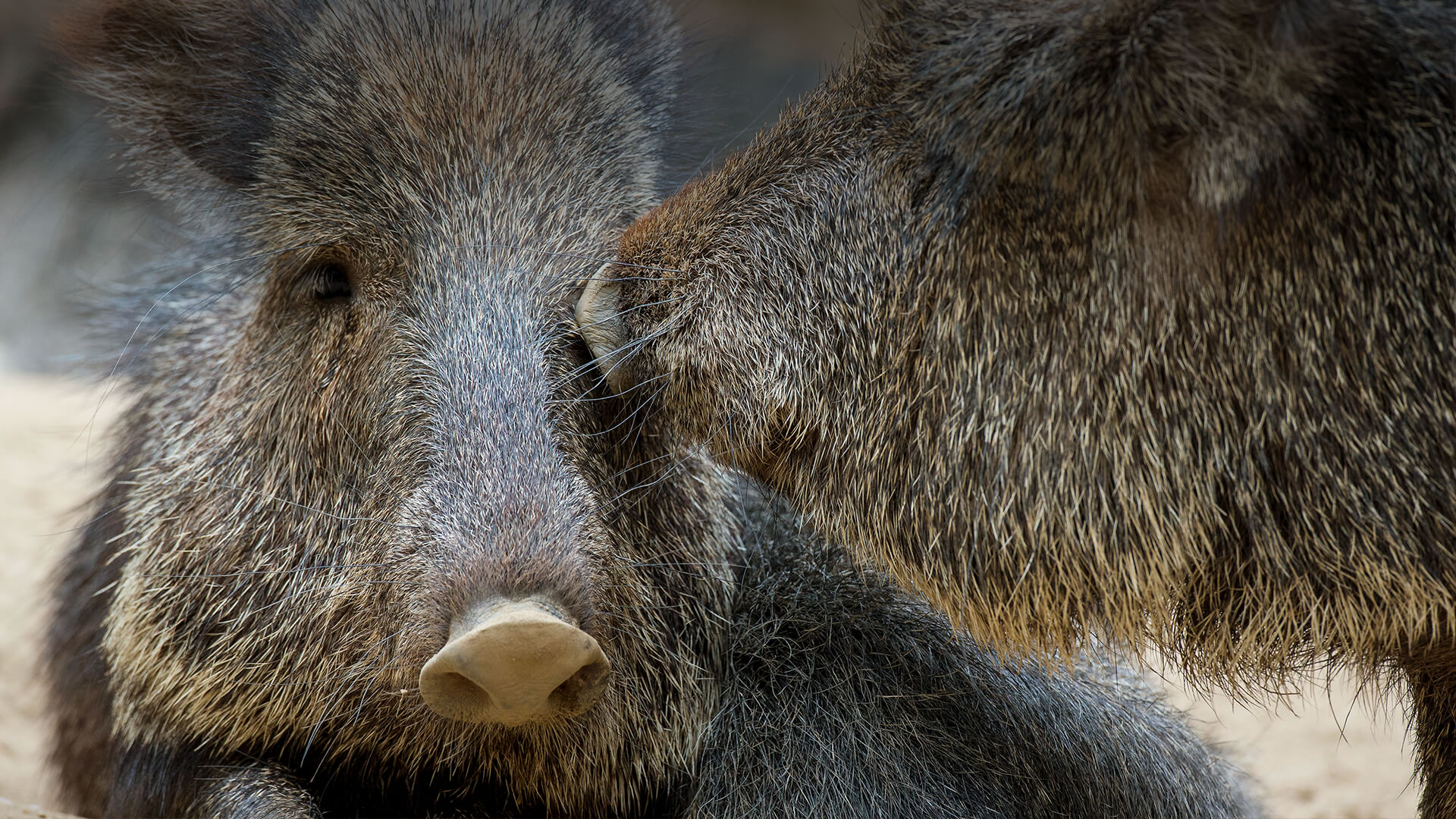 A pair of peccaries.