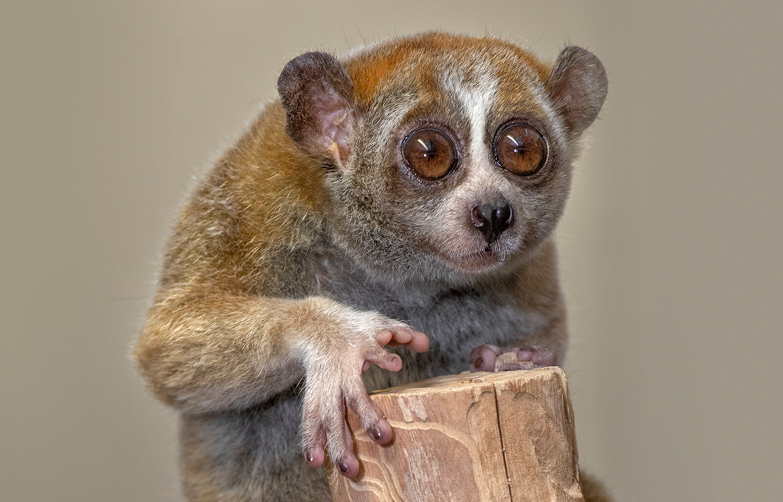 loris monkey