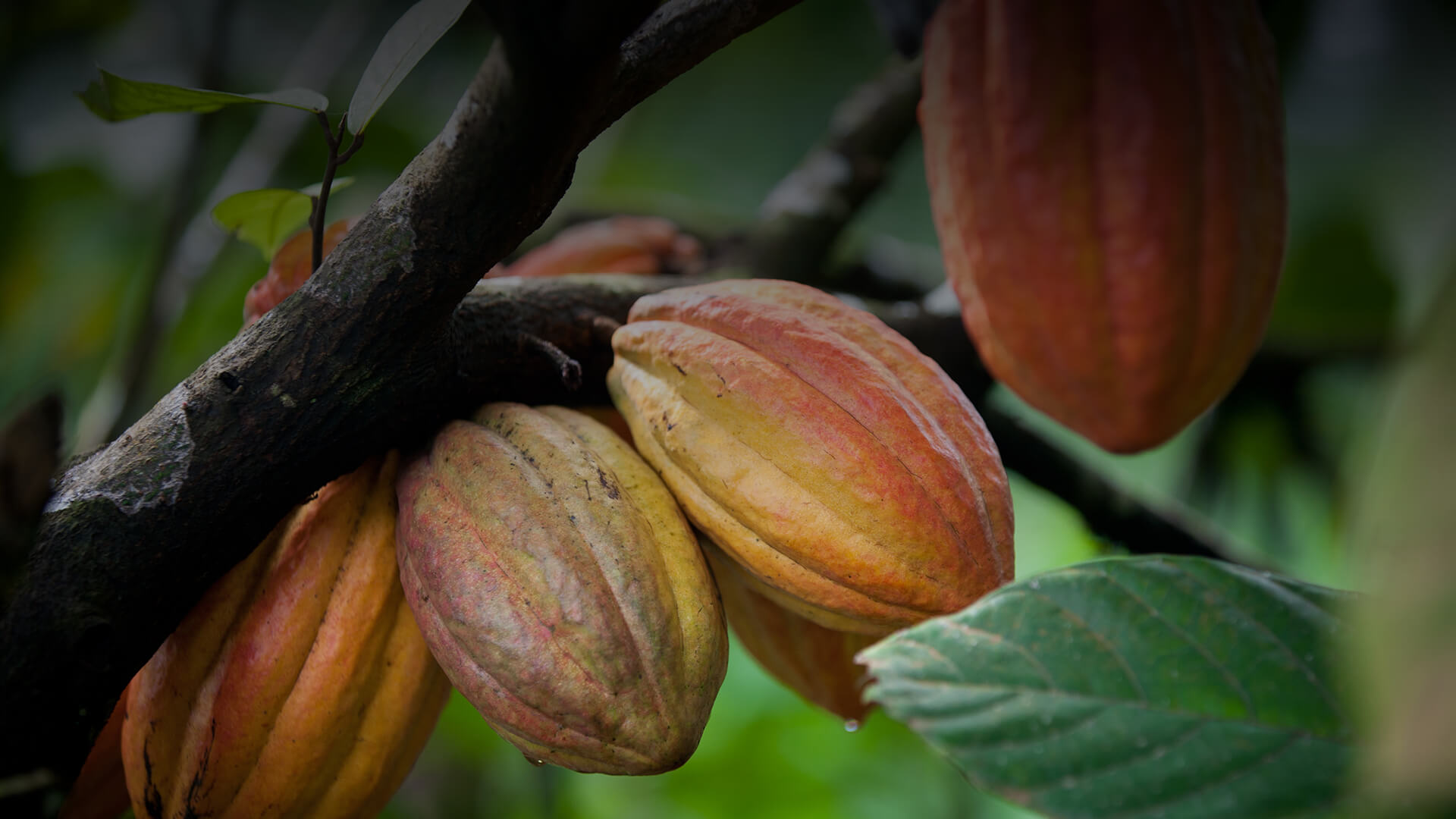 15 Fresh Sustainably-Grown Cacao Seeds from Puerto Rico Details about   CACAO SEEDS 