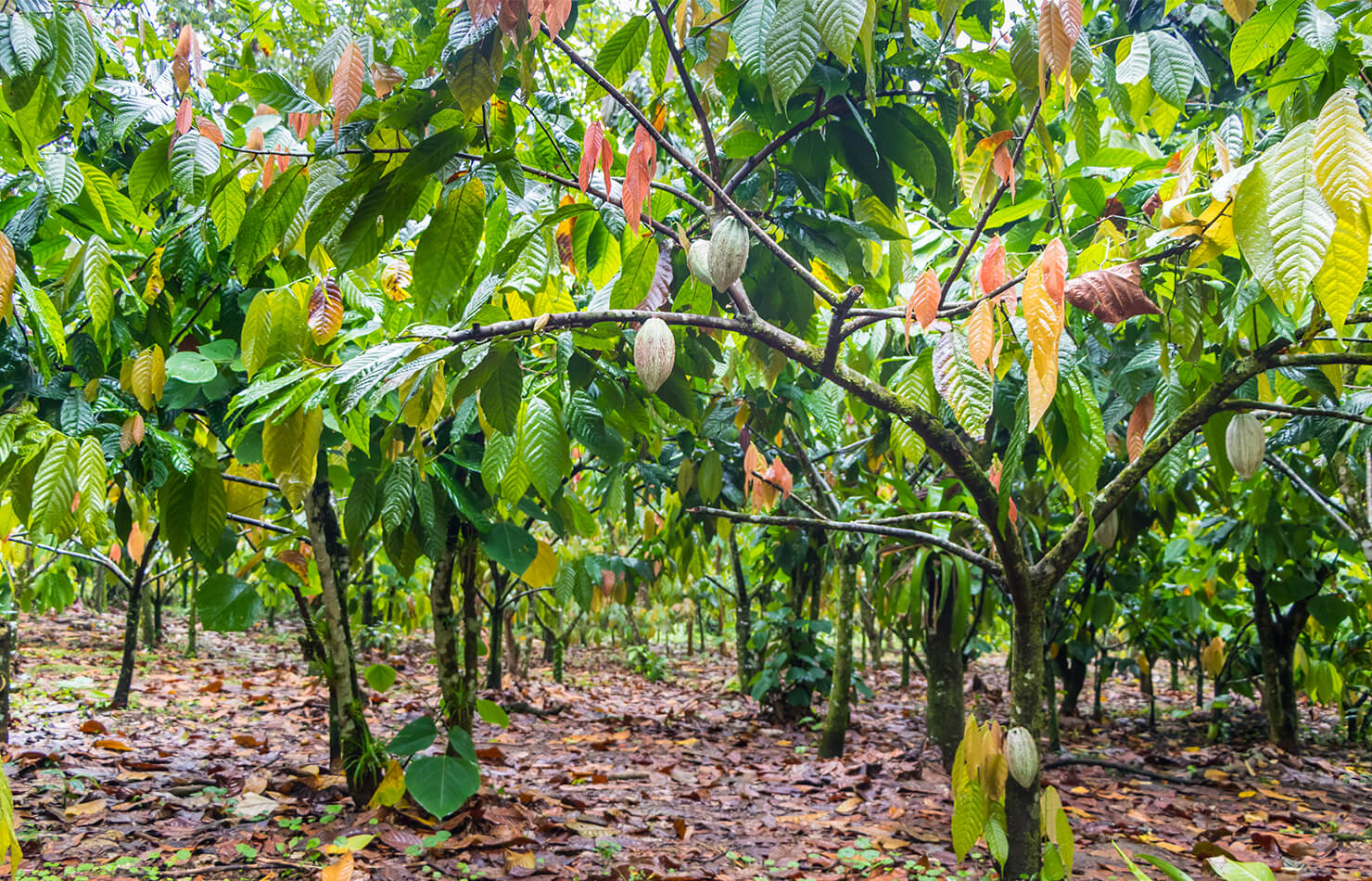 Cocoa Tree Production In India at Gene Evans blog