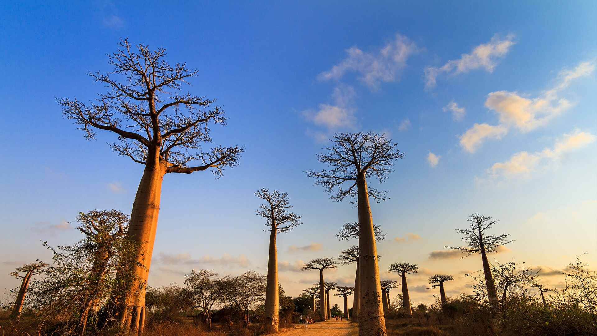 Madagascar Baobab Alley