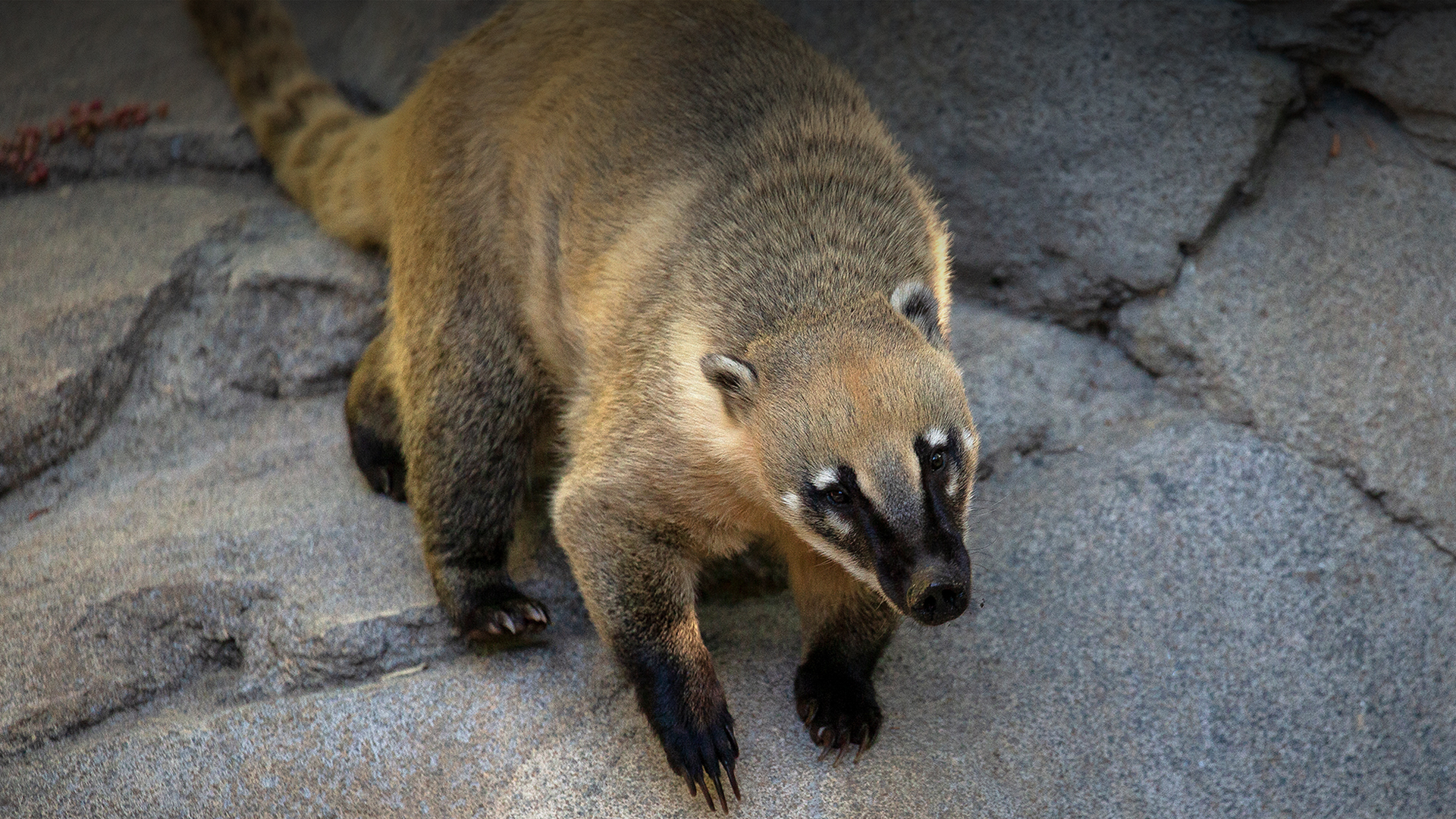 Coati | San Diego Zoo Animals & Plants