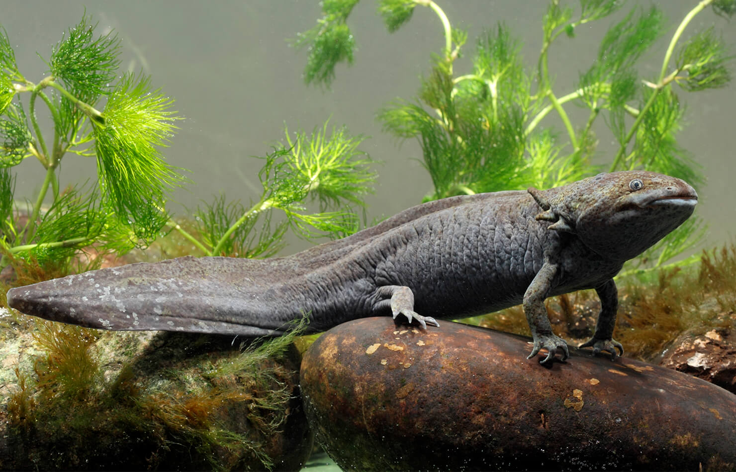 What Do Baby Axolotls Eat? - Feeding Nature